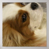 Cavalier King Charlies Spaniel Print (Voorkant)