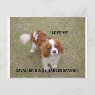 Cavalier-koning-charles-spaniel blenheim houdt van briefkaart