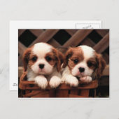 Cavalier-Puppies Briefkaart (Voorkant / Achterkant)