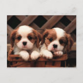 Cavalier-Puppies Briefkaart (Voorkant)