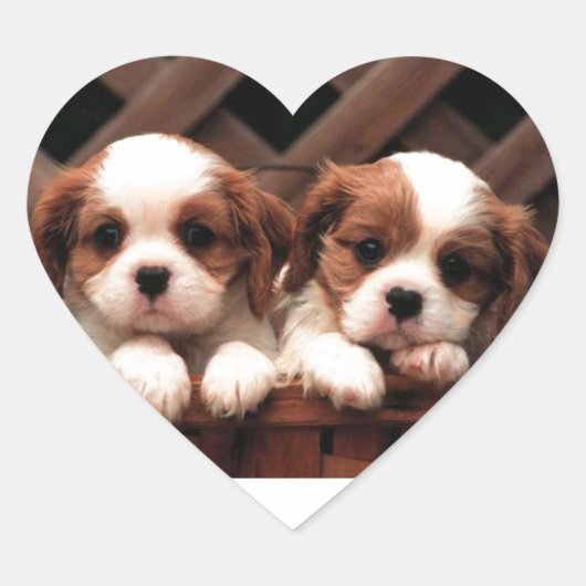 Cavalier Puppies Hart Sticker (Voorkant)