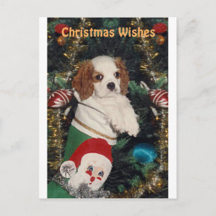 Cavalier puppy in kerst kous feestdagenkaart