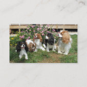 Cavalier Rescue honden buiten Visitekaartje (Achterkant)