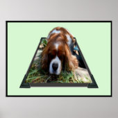 Cavalier Sooky Face Spaniel, Poster (Voorkant)
