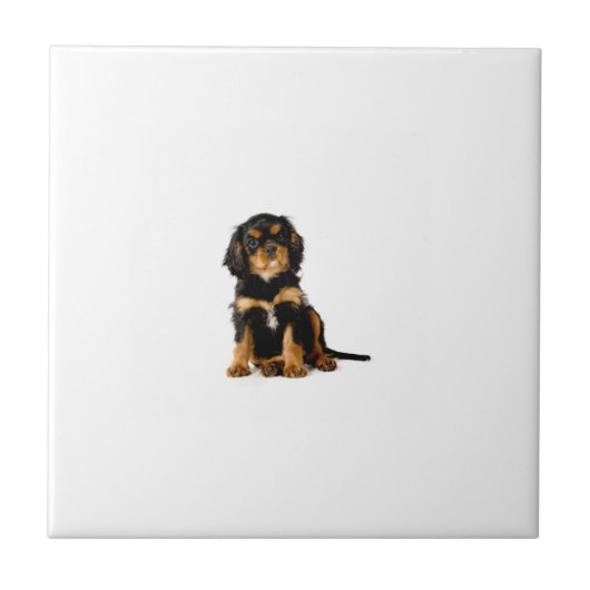 Cavalier Spaniel Black & Tan Tile Tegeltje (Voorkant)