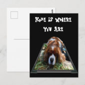 Cavalier Spaniel, Briefkaart (Voorkant / Achterkant)