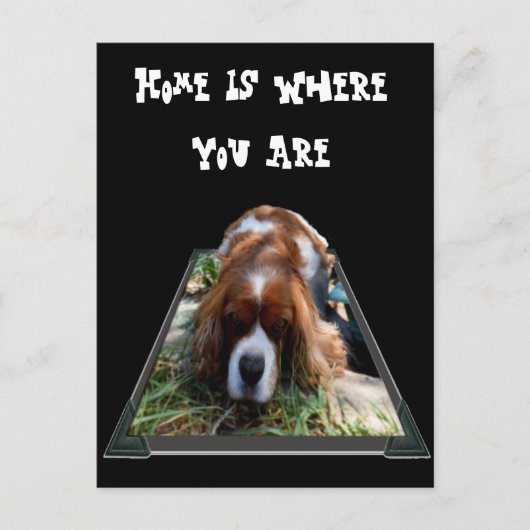 Cavalier Spaniel, Briefkaart (Voorkant)