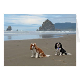 Cavaliers @ Cannon Beach, Oregon