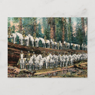 Cavalry Troop sequoia  Briefkaart