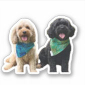 Cavapoo Cavoodle Cockerpoo Puppy Designer hond Sticker (Voorkant)
