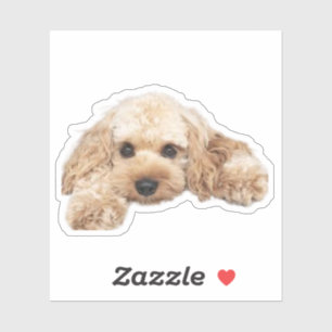 Cavapoo Cavoodle Cockerpoo Puppy Designer hond Sticker