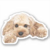 Cavapoo Cavoodle Cockerpoo Puppy Designer hond Sticker (Voorkant)