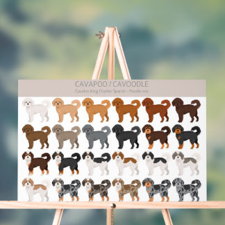 Cavapoo, Cavoodle hondenmix Acryl Bord
