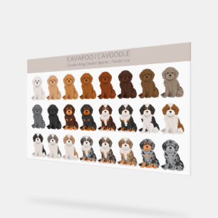 Cavapoo, Cavoodle hondenmix Acryl Bord