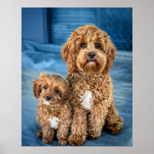 Cavapoo Dog Puppy Schattig Poster