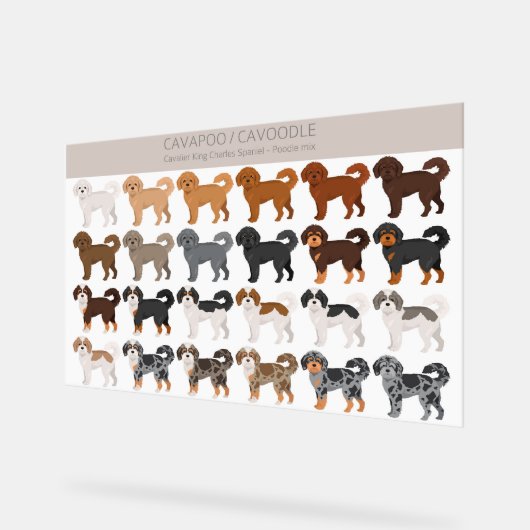 Cavapoo, mélange de chiens Cavoodle (Angle)