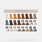 Cavapoo, Mélange de chiens de Cavoodle (Recto)
