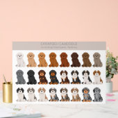 Cavapoo, Mélange de chiens de Cavoodle (Mariage)