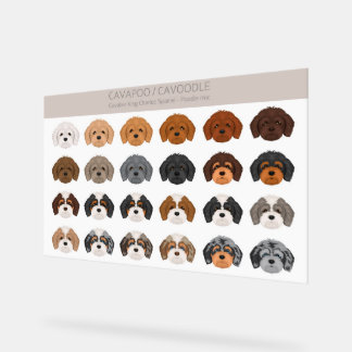Cavapoo, Mélange de chiens de Cavoodle