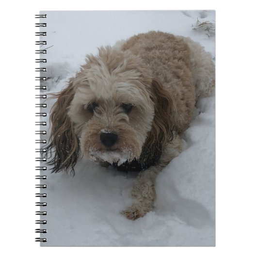 Cavapoo notitieboek (Voorkant)
