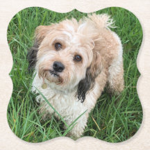 Cavapoo onderzetter