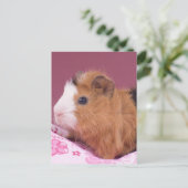 cavia briefkaart (Staand voorkant)