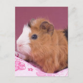 cavia briefkaart (Voorkant)
