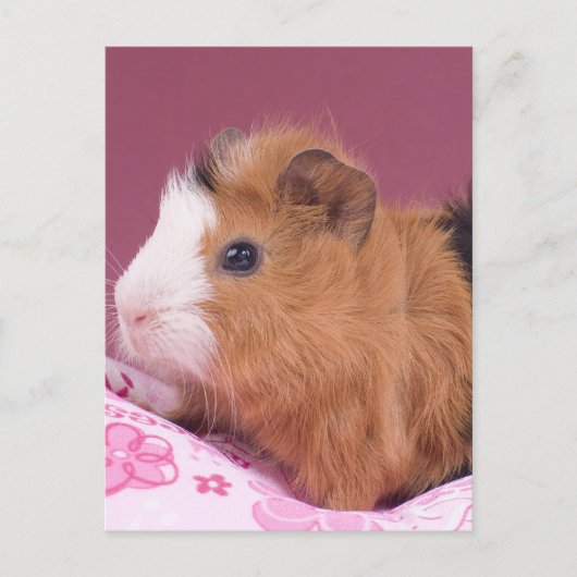 cavia briefkaart (Voorkant)