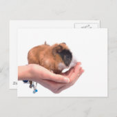 cavia briefkaart (Voorkant / Achterkant)