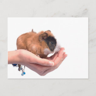cavia briefkaart