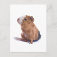 cavia