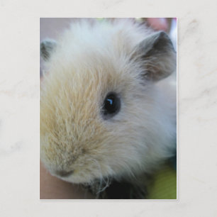Cavia Briefkaart