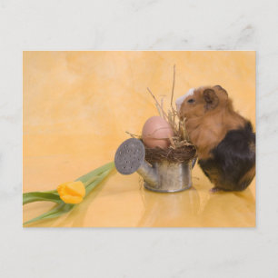 cavia briefkaart