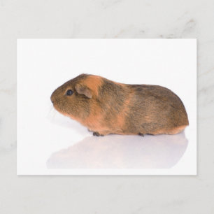 cavia briefkaart