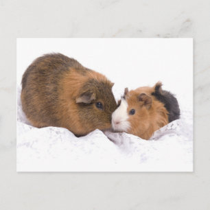 cavia briefkaart
