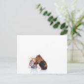 cavia briefkaart (Staand voorkant)