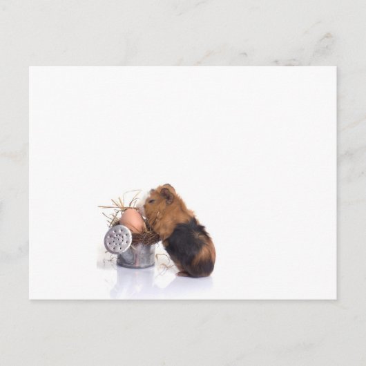 cavia briefkaart (Voorkant)