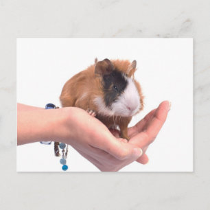 cavia briefkaart