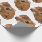 cavia cadeaupapier (Hoek)