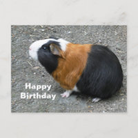 Cavia Foto Verjaardag