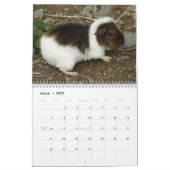 Cavia Foto's Kalender (Mar 2027)