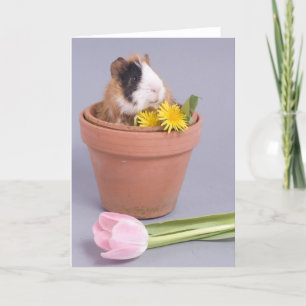 cavia in een bloempot kaart