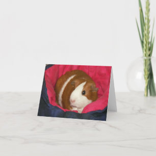 Cavia in een Cozie Notecard Kaart