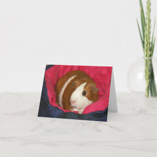 Cavia in een Cozie Notecard Kaart