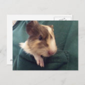 cavia in zak briefkaart (Voorkant / Achterkant)