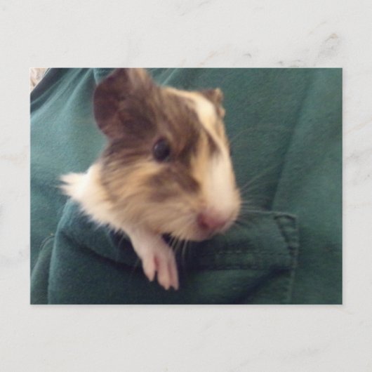 cavia in zak briefkaart (Voorkant)