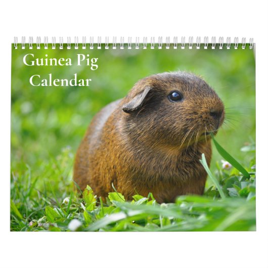 Cavia Kalender 2025 (Hoes)