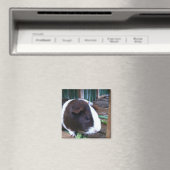 cavia magneet (Insitu (Vaatwasser))