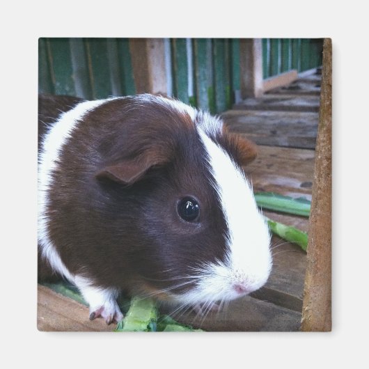 cavia magneet (Voorkant)