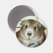 cavia-magneet magneet (Voorkant / Achterkant)